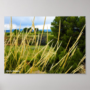 Póster Hierba Silvestre del Campo
