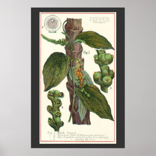 Póster Hierbas Especias Comida Antigüa, Planta de Pimient