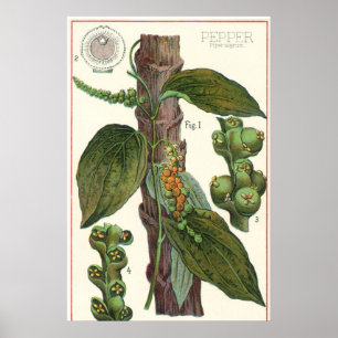 Póster Hierbas Especias Comida Antigüa, Planta de Pimient