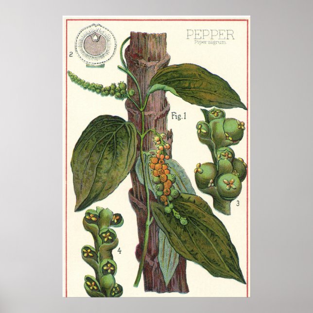 Póster Hierbas Especias Comida Antigüa, Planta de Pimient (Frente)