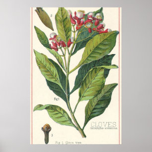 Póster Hierbas Especias Comida Antiguas, Clavos Planta
