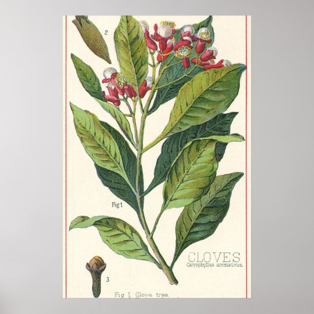 Póster Hierbas Especias Comida Antiguas, Clavos Planta (Frente)