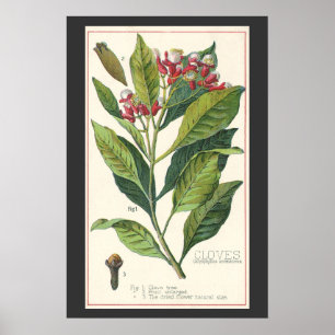 Póster Hierbas Especias Comida Antiguas, Clavos Planta