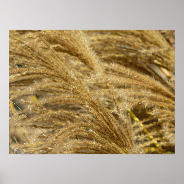 Póster Hierbas ornamentales en otoño (Frente)