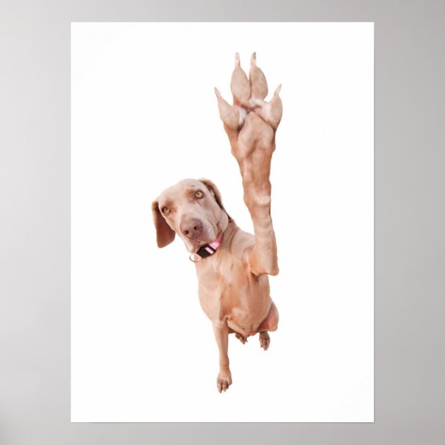 Póster High Five Weimaraner (Frente)