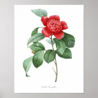 Póster HIGHEST QUALITY Botanical print of Camellia