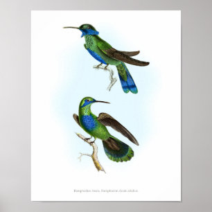 Póster HIGHEST QUALITY poster of Trochilus Hummingbirds