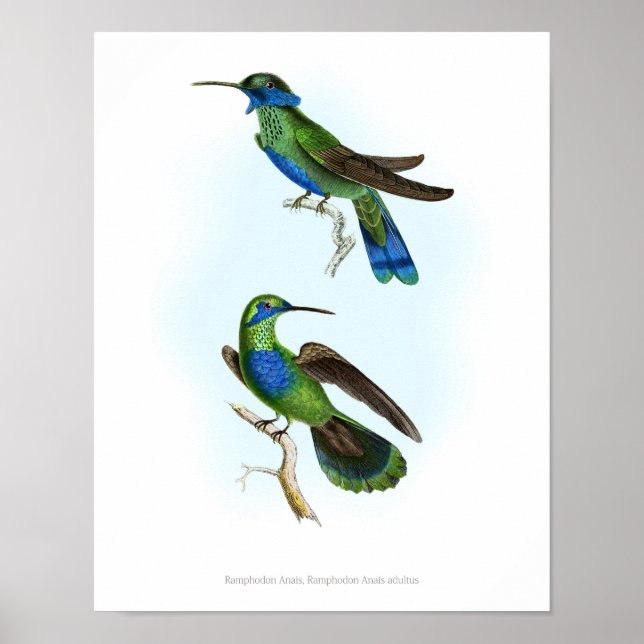 Póster HIGHEST QUALITY poster of Trochilus Hummingbirds (Frente)