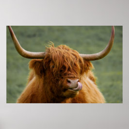 Póster Highland beef cow licking it's nose