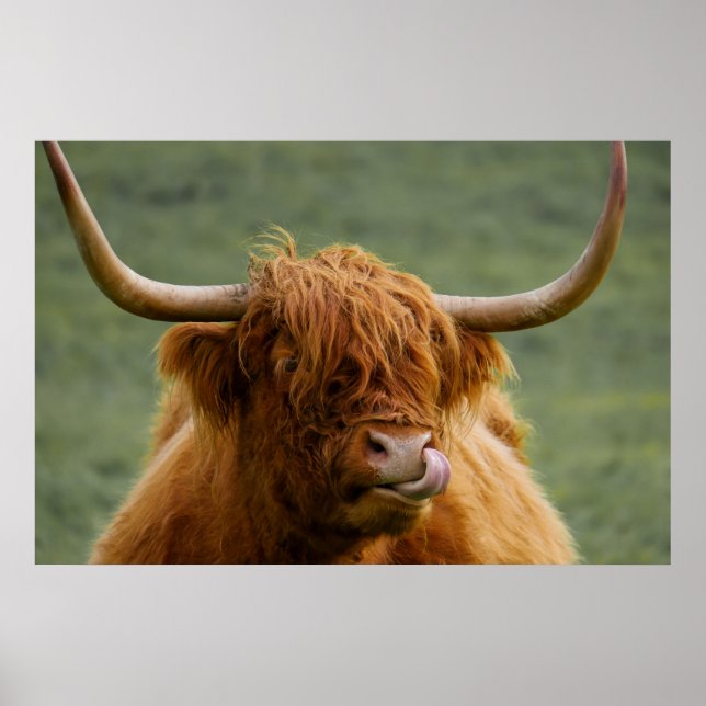 Póster Highland beef cow licking it's nose (Frente)