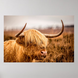 PÓSTER HIGHLAND CATTLE