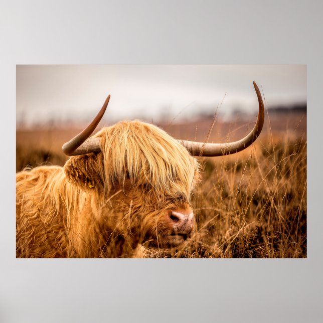 PÓSTER HIGHLAND CATTLE (Frente)