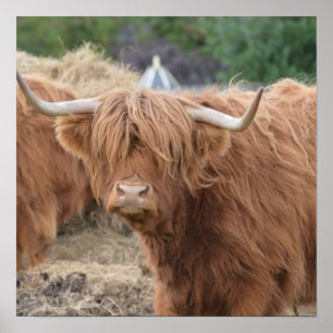 Póster Highland Cow