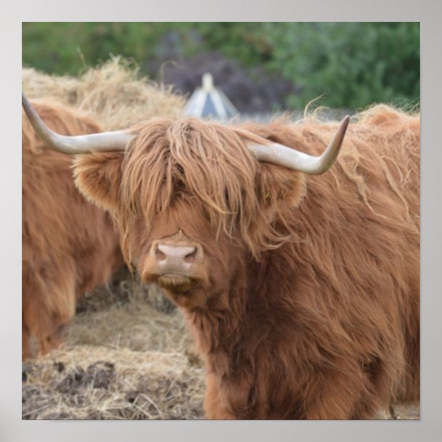 Póster Highland Cow (Frente)