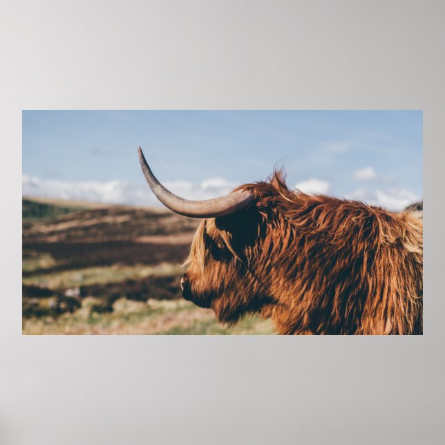 PÓSTER HIGHLAND COW (Frente)