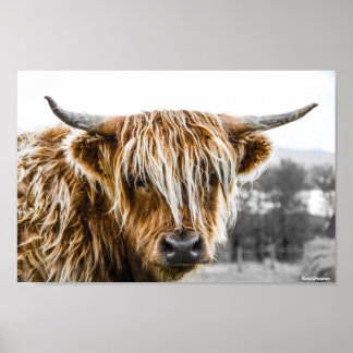 Póster Highland Cow Coo