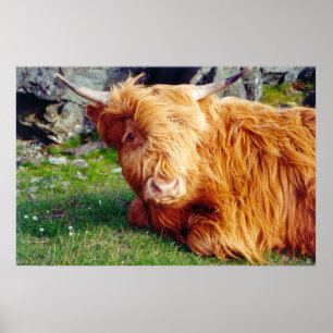Póster Highland Cow Photo