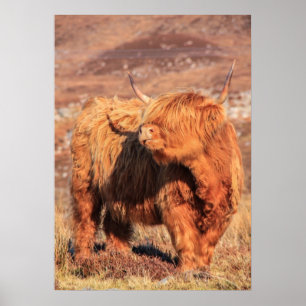 Póster Highland Cow Poster/Print