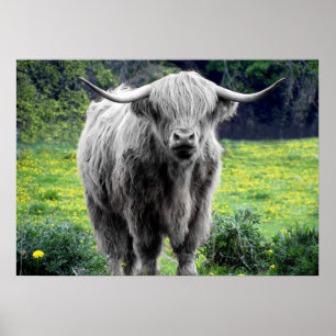 Póster Highland Cow Scotland Rustic