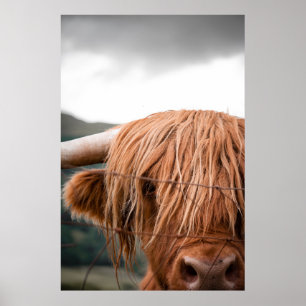PÓSTER HIGHLAND KING