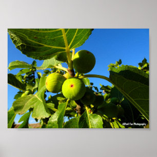 Póster Higos Blancos Cielo Azul