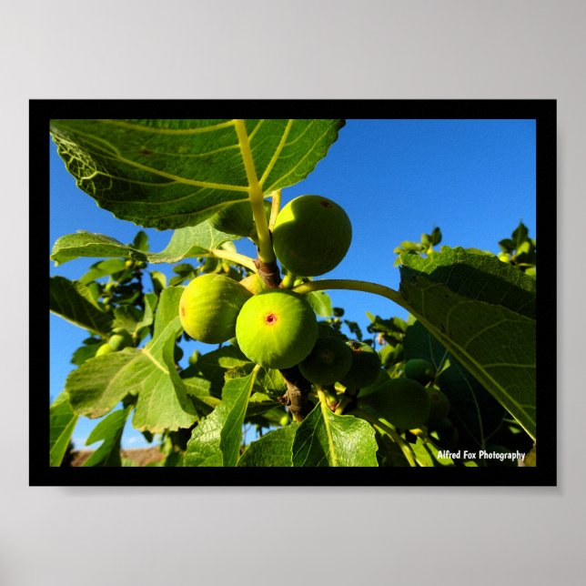 Póster Higos Blancos Cielo Azul (Frente)
