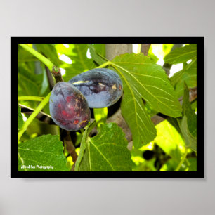 Póster Higos Morados en Árbol
