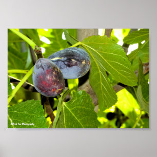 Póster Higos Morados en Árbol
