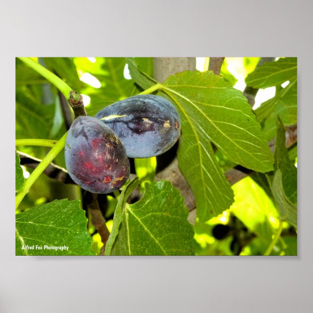 Póster Higos Morados en Árbol (Frente)
