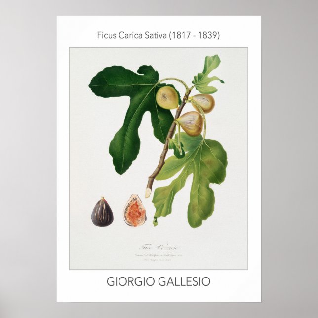 Póster Higos, Poster de Ilustracion botánico vintage (Frente)