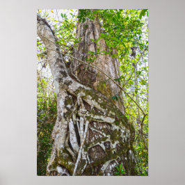 Póster Higuera estranguladora, Big Cypress National Prese