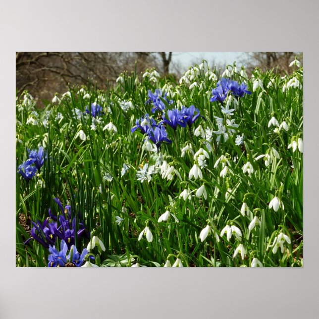 Póster Hillside of Early Spring Flowers Landscape (Frente)
