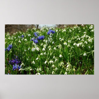 Póster Hillside of Early Spring Flowers Landscape
