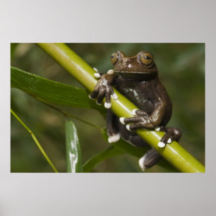 Póster Hiloscirto de rana de árbol Tapichalaca cautiva 2