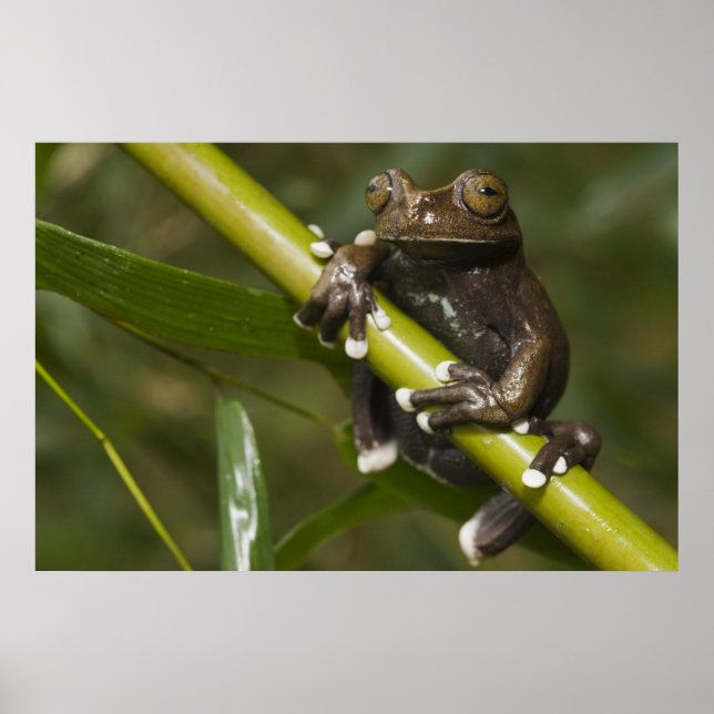 Póster Hiloscirto de rana de árbol Tapichalaca cautiva 2 (Frente)