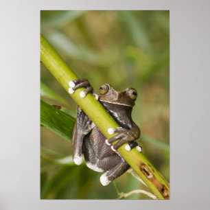 Póster Hiloscirtus de la rana del árbol Tapichalaca cauti