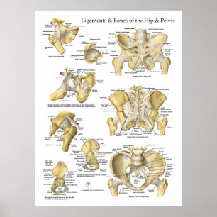 Póster Hip Pelvis Anatomía Ligaments and Bones