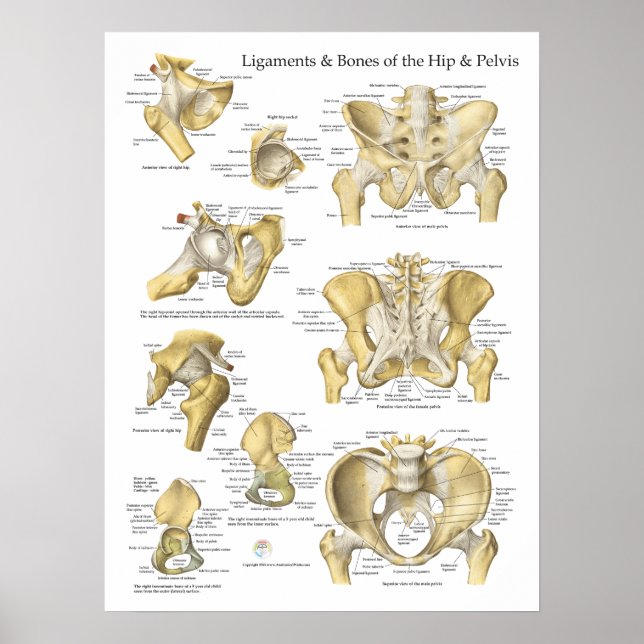 Póster Hip Pelvis Anatomía Ligaments and Bones (Frente)