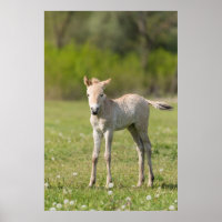 Hípica de Przewalski, Hungría