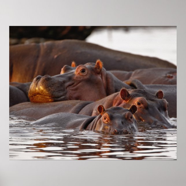 Póster Hipopótamo, Hippopótamo amphibius, Lago (Frente)