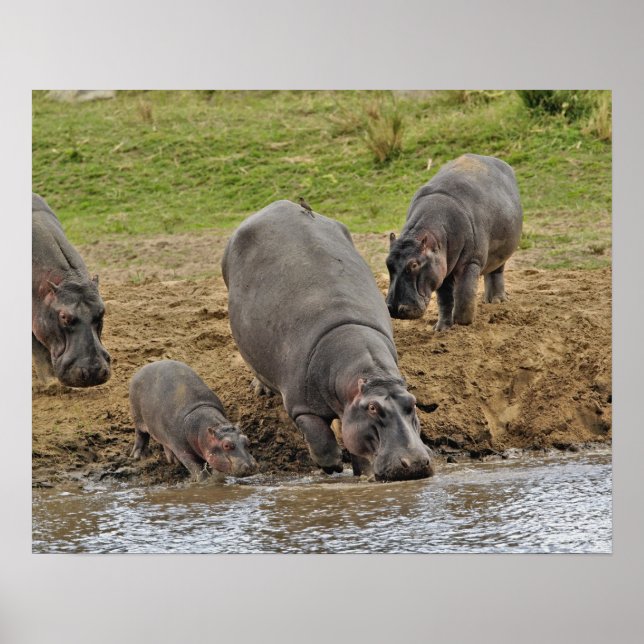 Póster Hipopótamo, Hippopótamo amphibius, Serengeti (Frente)
