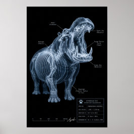 Póster Hipopótamo Radiografía Espécimen de Zoológico