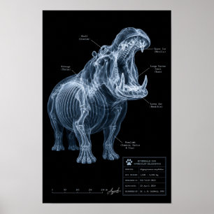 Póster Hipopótamo Radiografía Espécimen de Zoológico