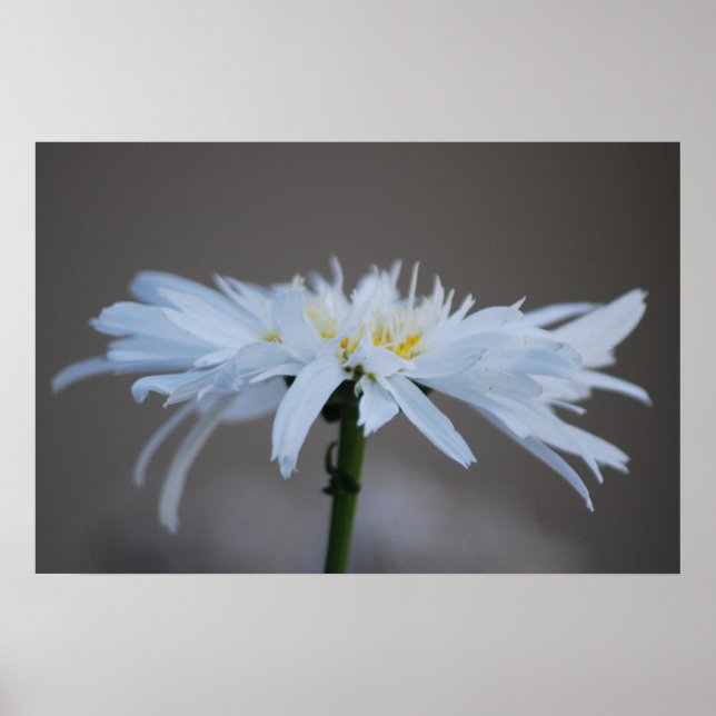 Póster Hippie margaría y significado (Frente)