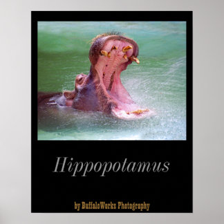 Póster Hippo Mouth Open Poster