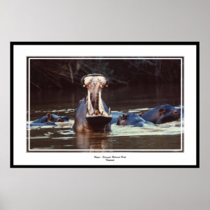 Póster Hippo - Serentgeti
