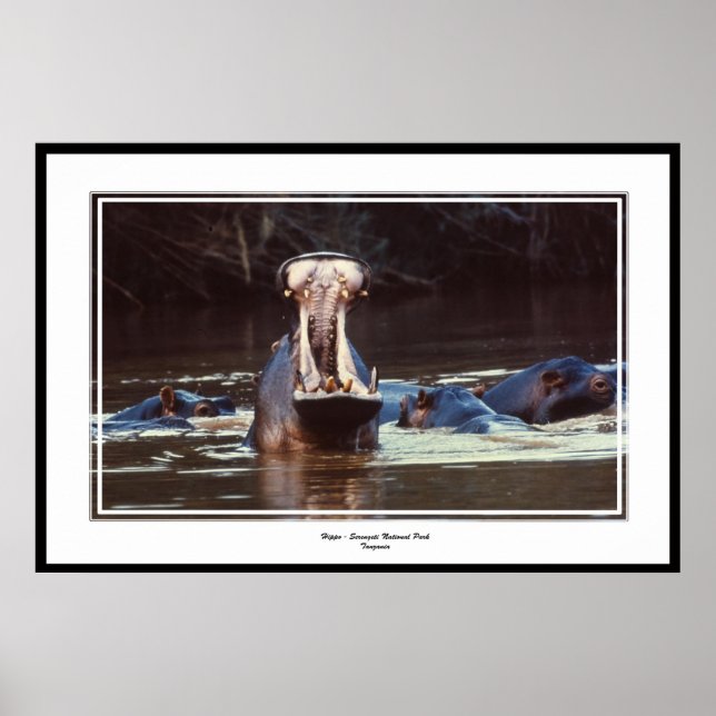 Póster Hippo - Serentgeti (Frente)