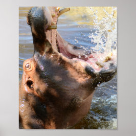 Póster Hippo Splash