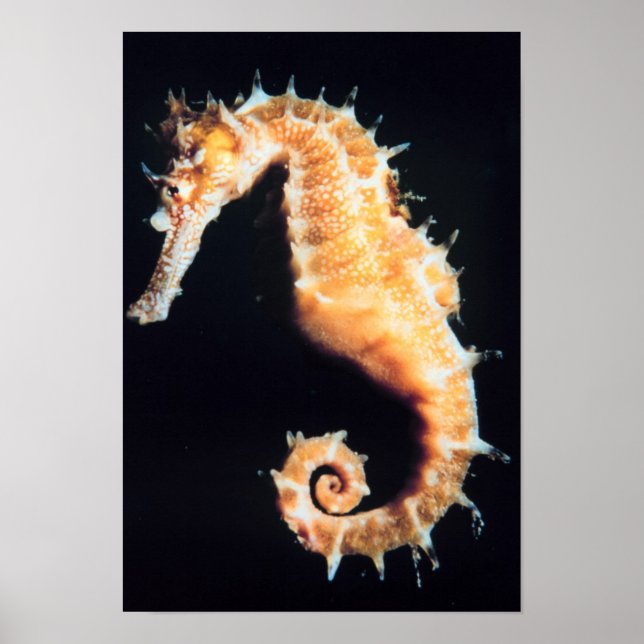 Póster Hippocampus sp. (Frente)