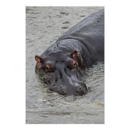 Póster Hippoposterus